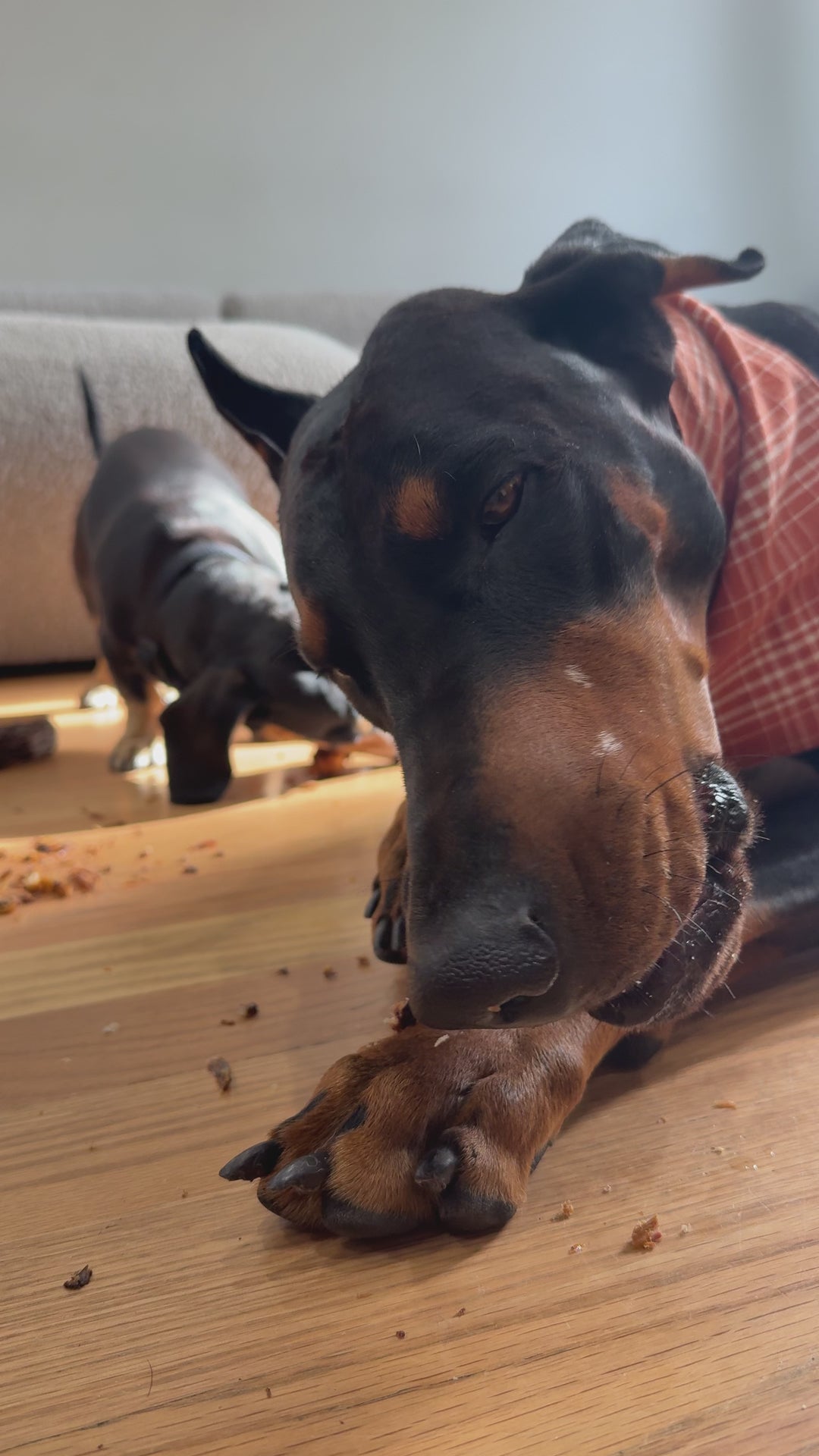 Specialty XL Turkey Neck