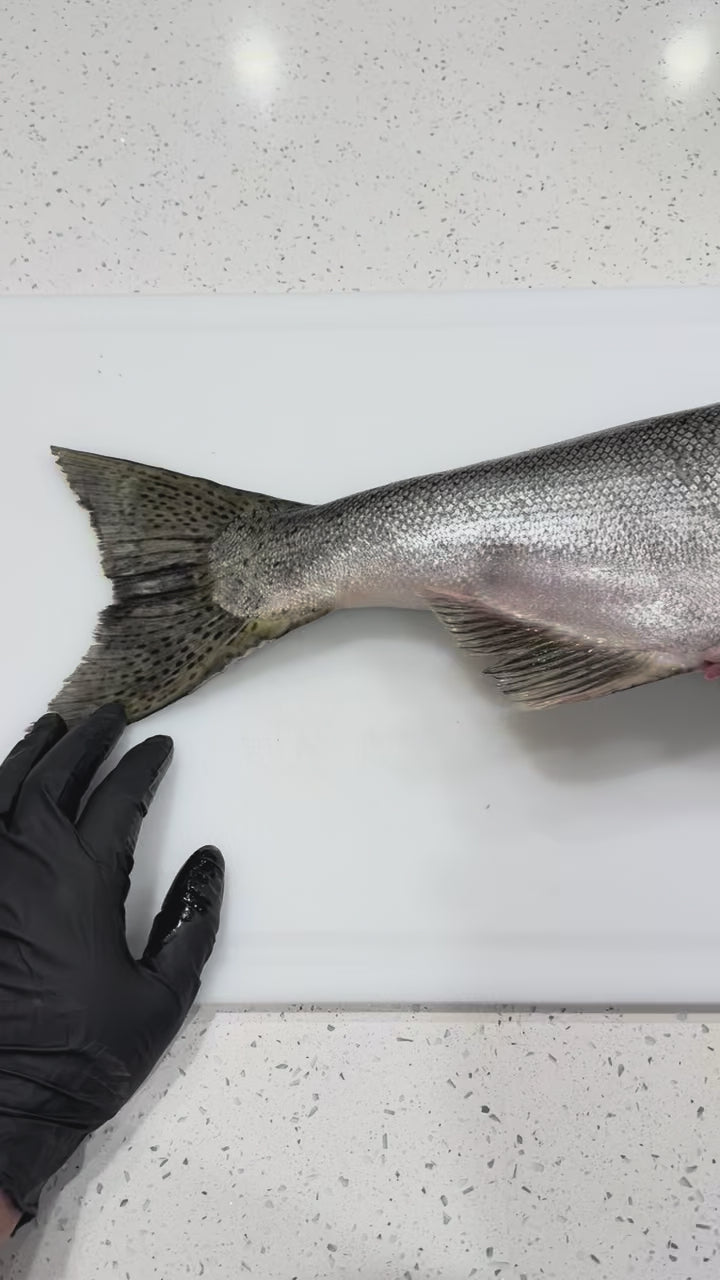 Wild Caught King Salmon
