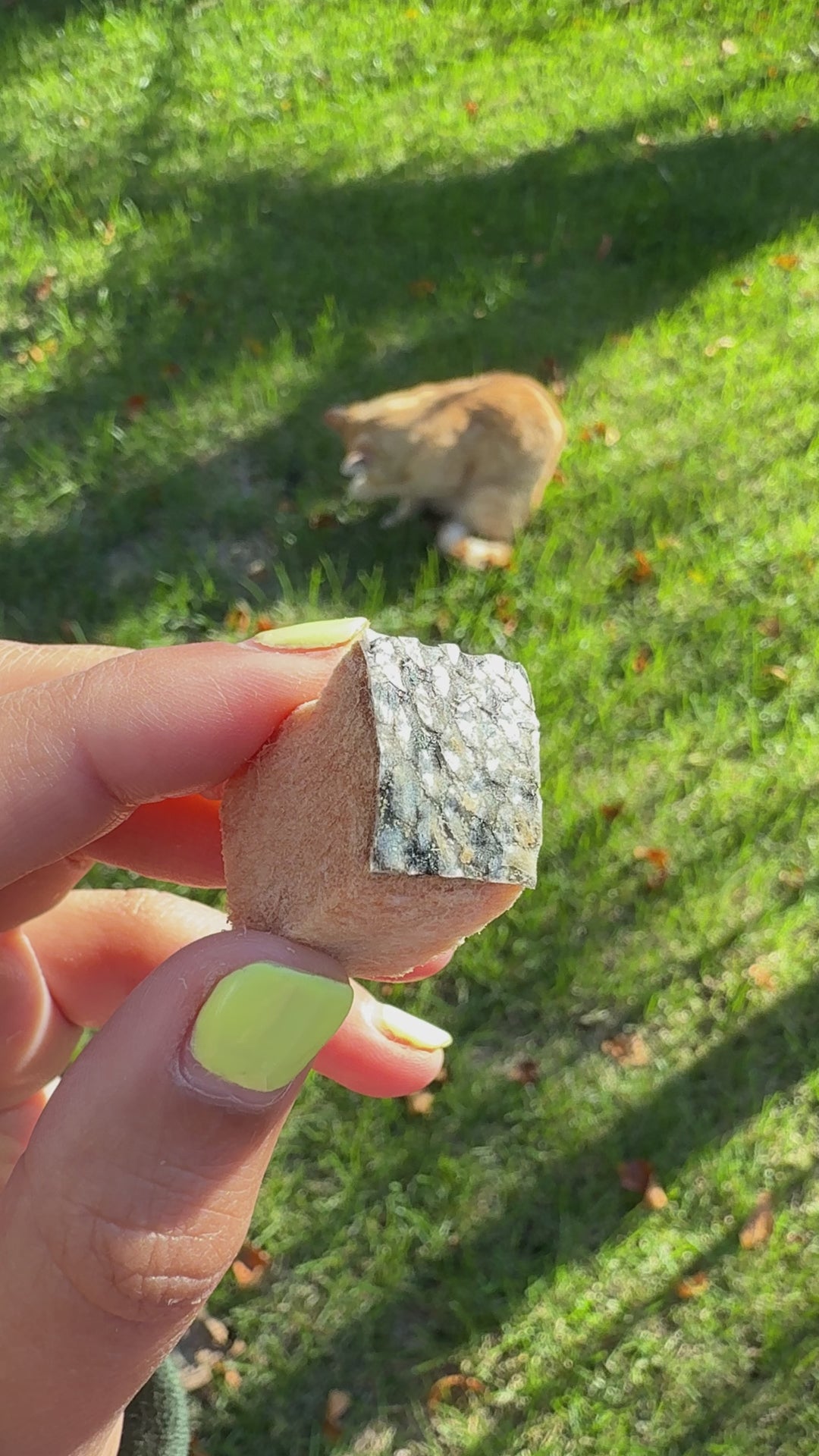 Wild Caught King Salmon